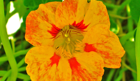 Tropaeolum majus